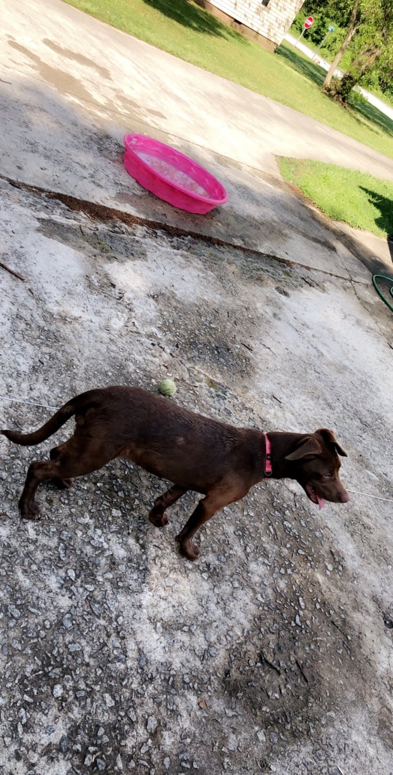 Dany, an American Pit Bull Terrier and Labrador Retriever mix tested with EmbarkVet.com