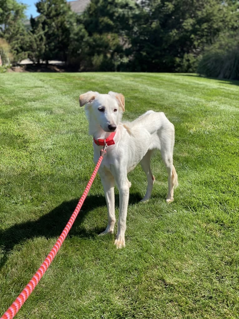 BASTI ARMANI, an Arabian Village Dog and Saluki mix tested with EmbarkVet.com