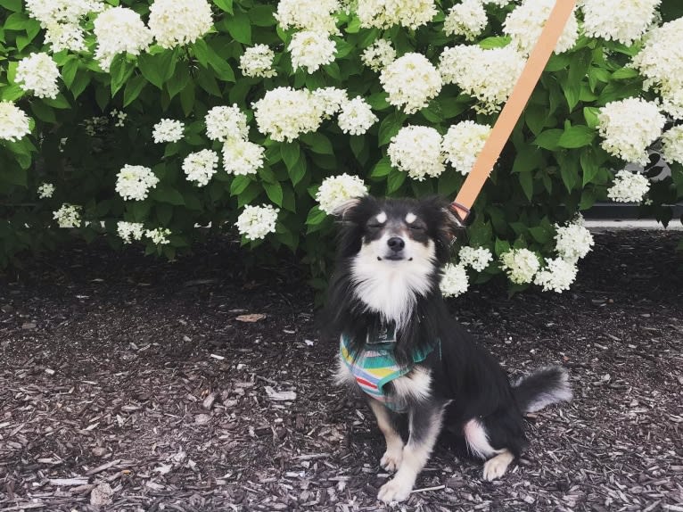 Teddy, a Chihuahua and Pomeranian mix tested with EmbarkVet.com