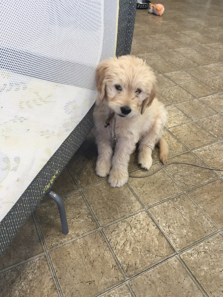 Odell, a Goldendoodle tested with EmbarkVet.com