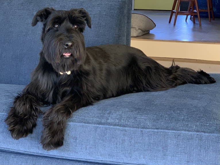 Cricket, a Standard Schnauzer tested with EmbarkVet.com