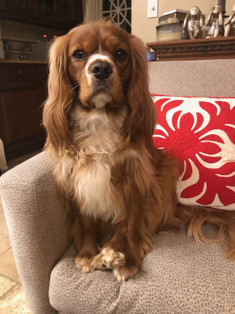 Griffen, a Cavalier King Charles Spaniel tested with EmbarkVet.com