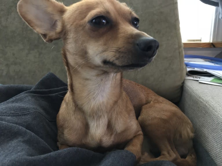 Eevee, a Chihuahua and Dachshund mix tested with EmbarkVet.com