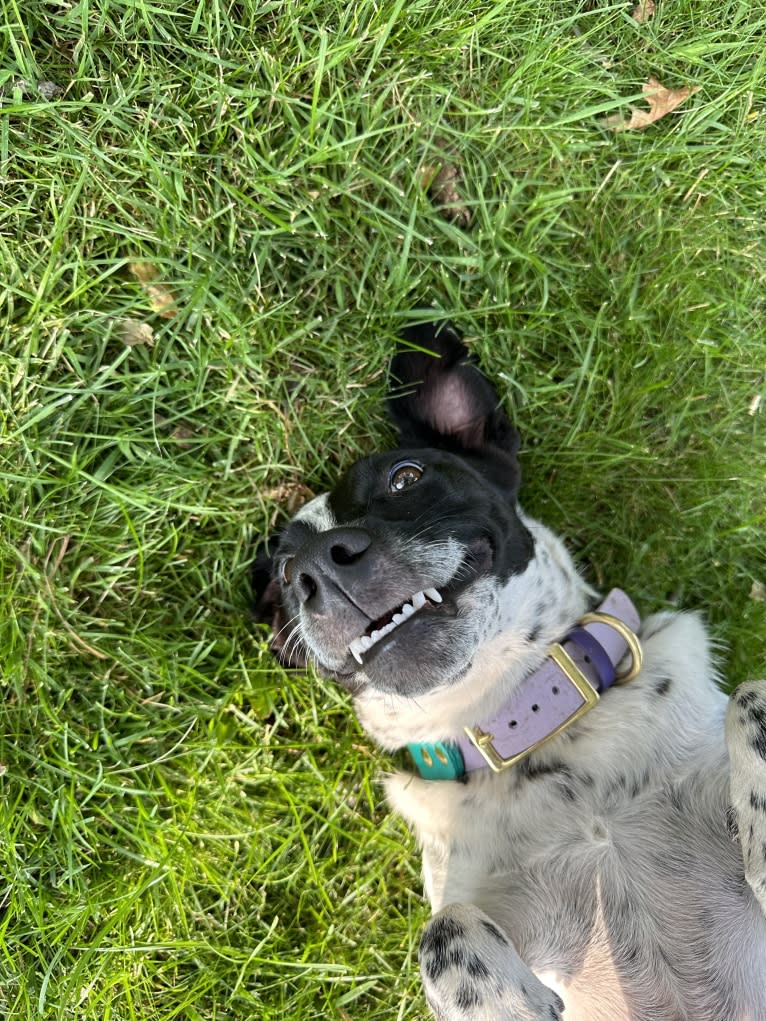 Riley, an Australian Cattle Dog and American Pit Bull Terrier mix tested with EmbarkVet.com