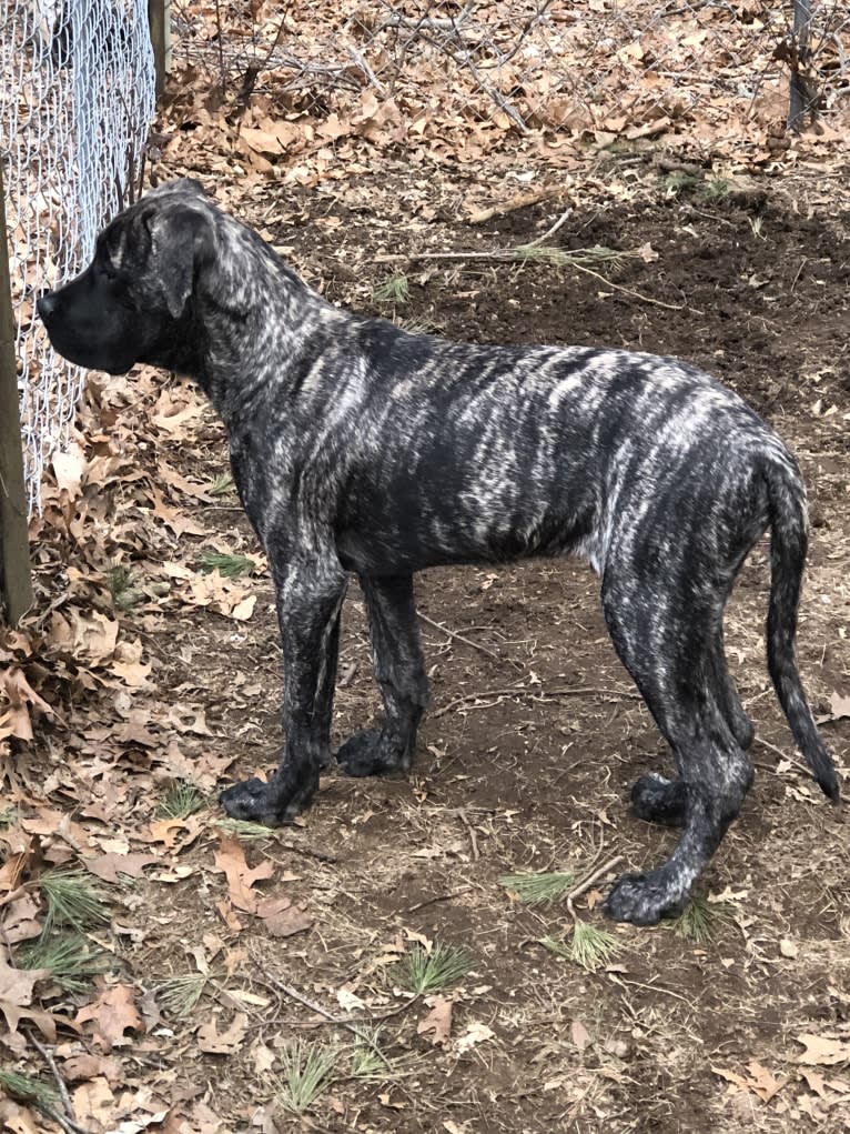 Godric Gryffindor Guzman, a Mastiff tested with EmbarkVet.com