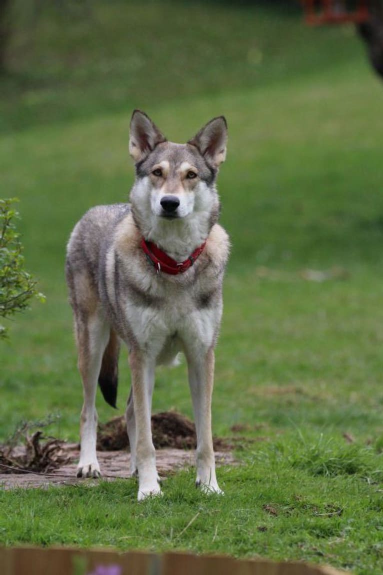 Nuca, a Saarloos Wolfdog tested with EmbarkVet.com