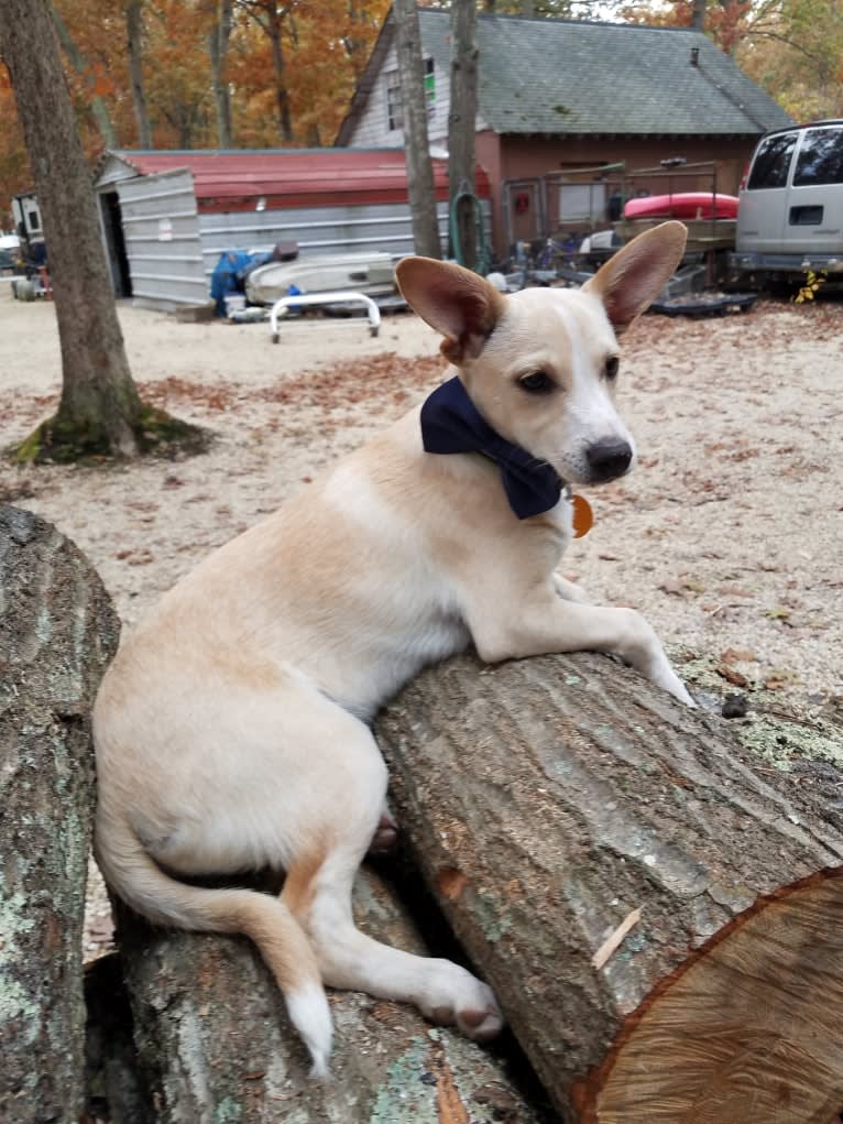 Odie, a Miniature Pinscher and Australian Shepherd mix tested with EmbarkVet.com