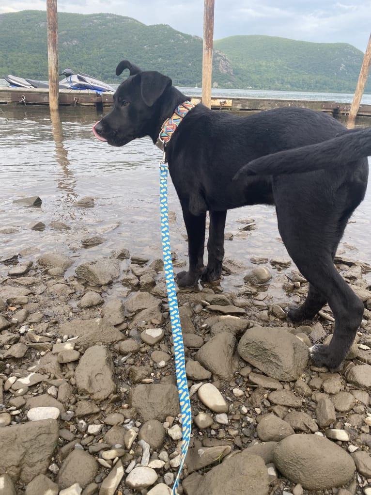 Mooshie, an American Pit Bull Terrier and German Shepherd Dog mix tested with EmbarkVet.com