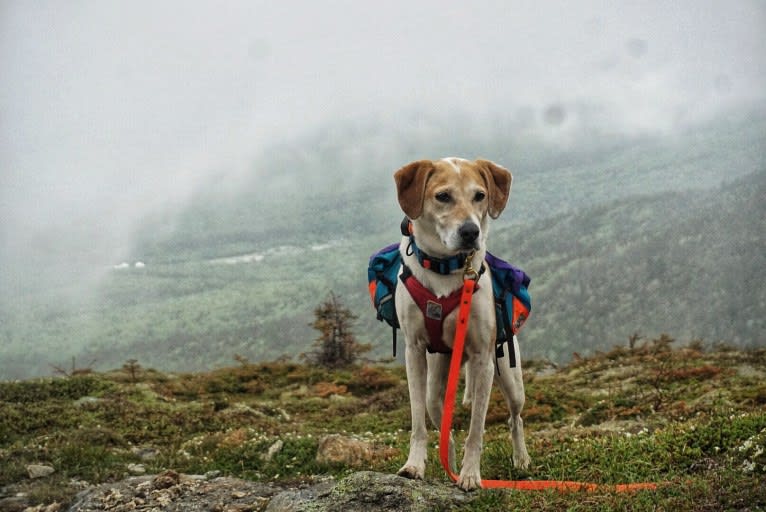 Cider Doughnut, a Beagle and Australian Cattle Dog mix tested with EmbarkVet.com