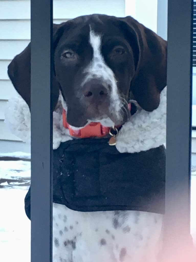Breezie Rose, a German Shorthaired Pointer tested with EmbarkVet.com