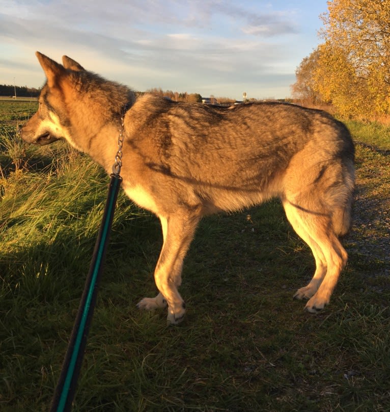 Enya, a Czechoslovakian Vlcak and West Siberian Laika mix tested with EmbarkVet.com