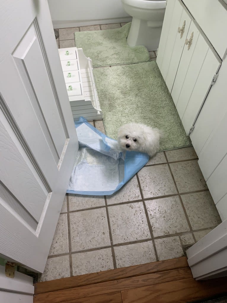 Oz, a Bichon Frise tested with EmbarkVet.com