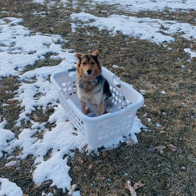 Joon, a Shetland Sheepdog and Australian Cattle Dog mix tested with EmbarkVet.com