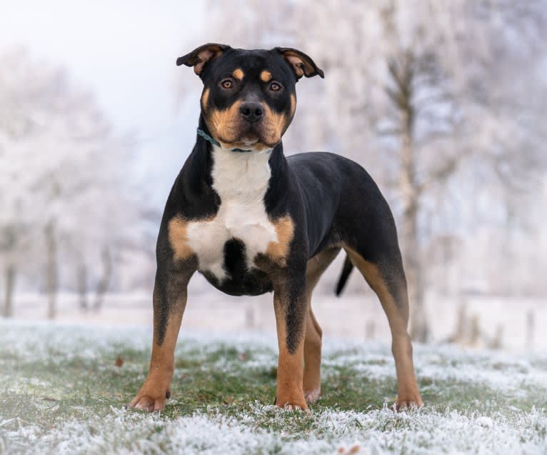 VALENTINA, an American Bully tested with EmbarkVet.com