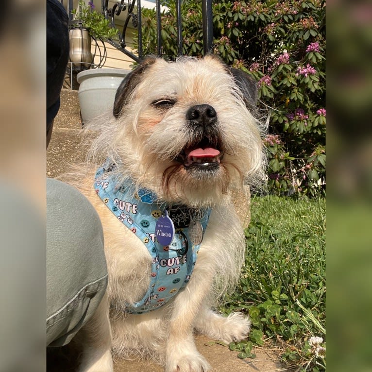 Winston, a Pugapoo tested with EmbarkVet.com