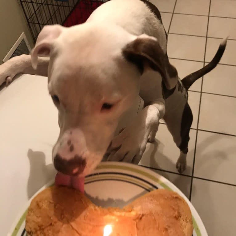 Chance, an American Pit Bull Terrier and Labrador Retriever mix tested with EmbarkVet.com