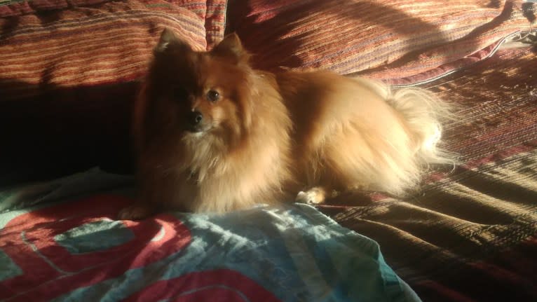 Bear, a Pomeranian tested with EmbarkVet.com