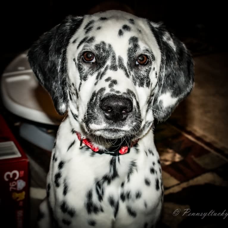 Firefly, a Dalmatian tested with EmbarkVet.com