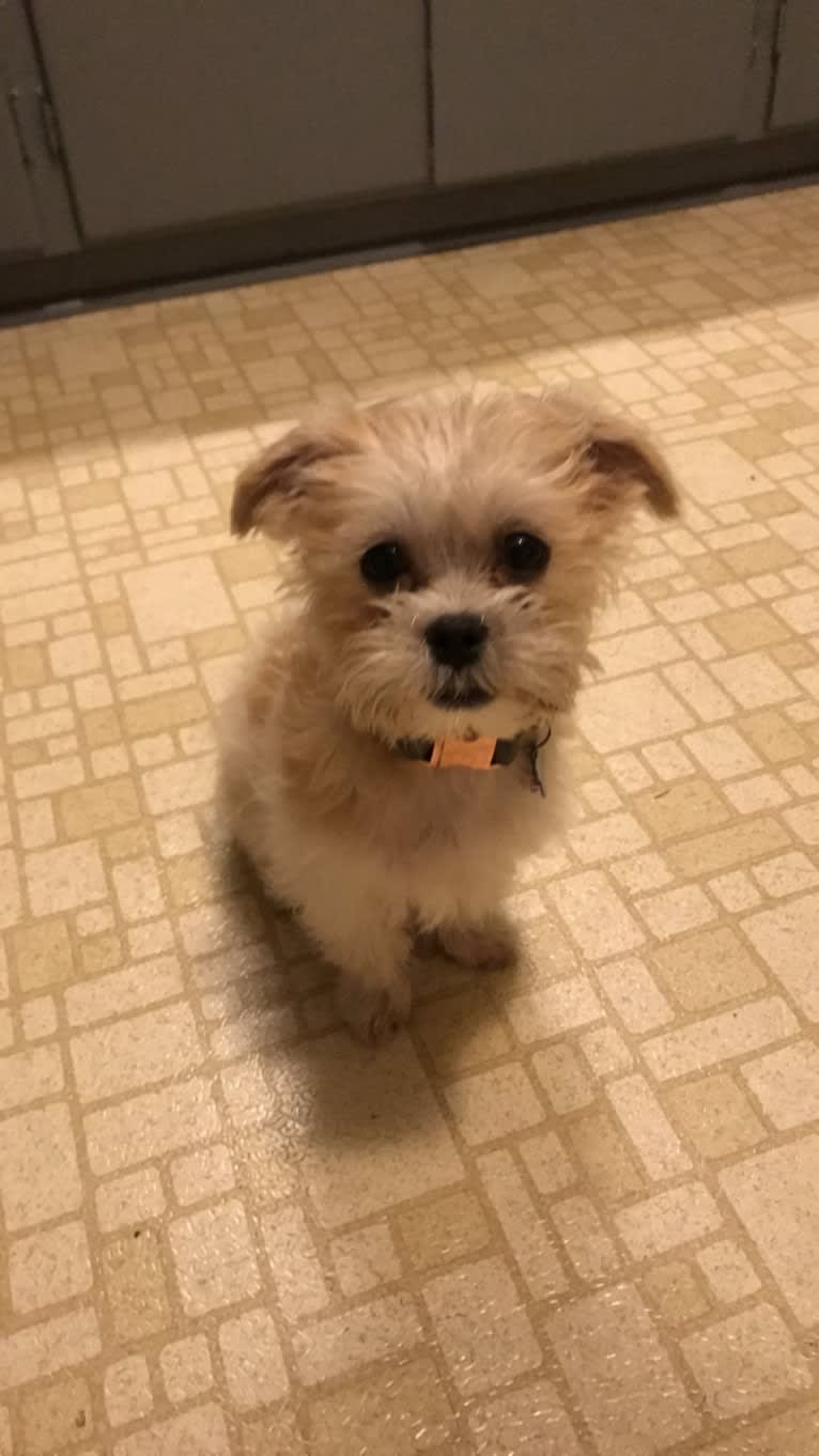 Cash Money, a Shih Tzu and Maltese mix tested with EmbarkVet.com