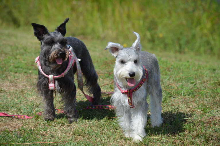 SPARTA, a Miniature Schnauzer tested with EmbarkVet.com