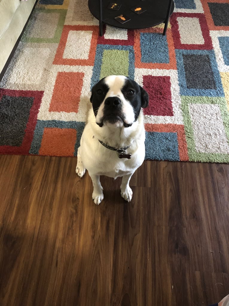 Eleven, a Bulldog and Great Pyrenees mix tested with EmbarkVet.com