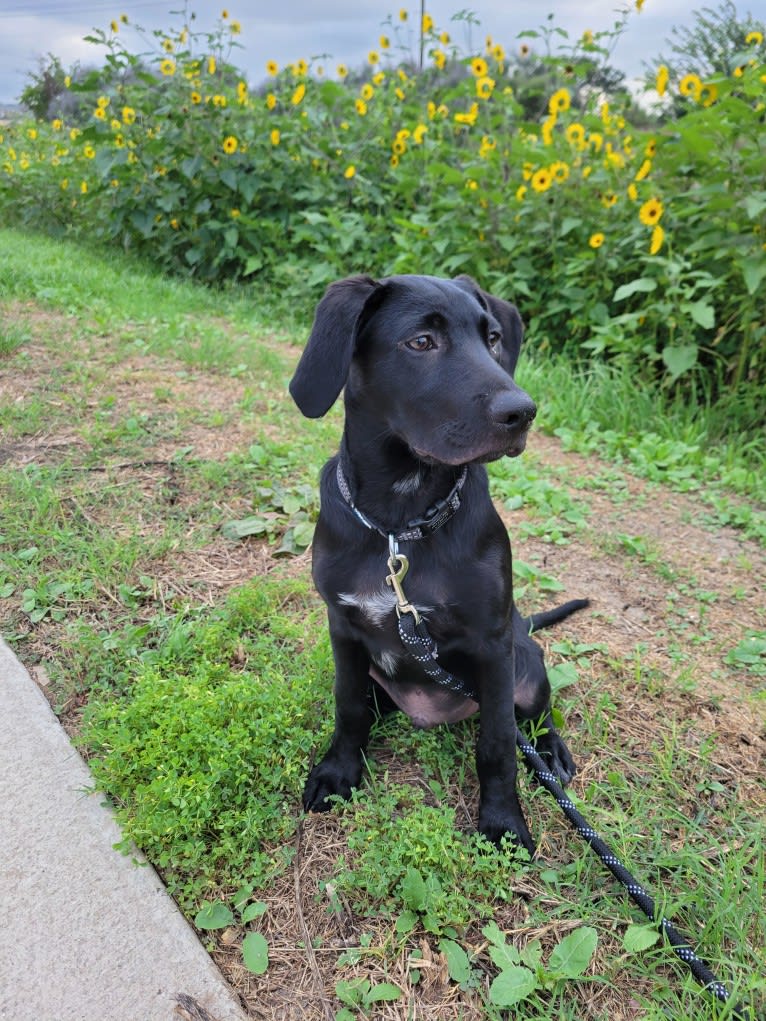 Starker, a Labrador Retriever and American English Coonhound mix tested with EmbarkVet.com