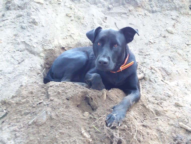 Pogie, an American Pit Bull Terrier and German Shepherd Dog mix tested with EmbarkVet.com