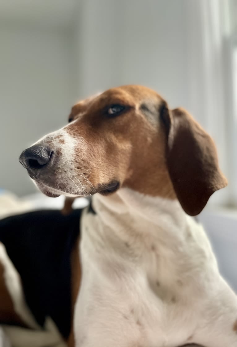 Roxy, a Treeing Walker Coonhound tested with EmbarkVet.com