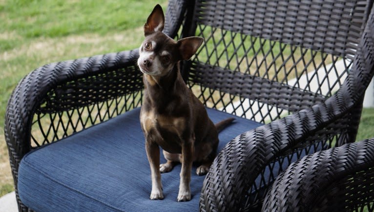 Loki, a Chihuahua and Toy Fox Terrier mix tested with EmbarkVet.com