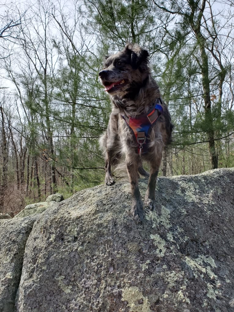 Mallatobuck, a Chihuahua and Shih Tzu mix tested with EmbarkVet.com