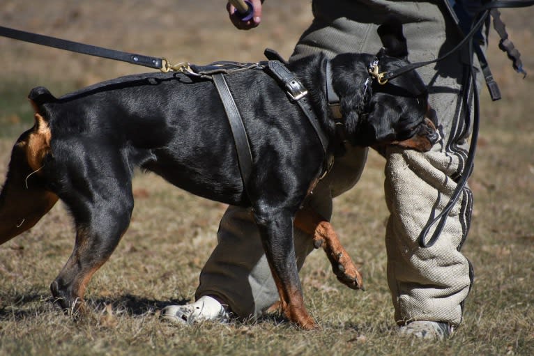 Kratos Raiju, a Rottweiler tested with EmbarkVet.com