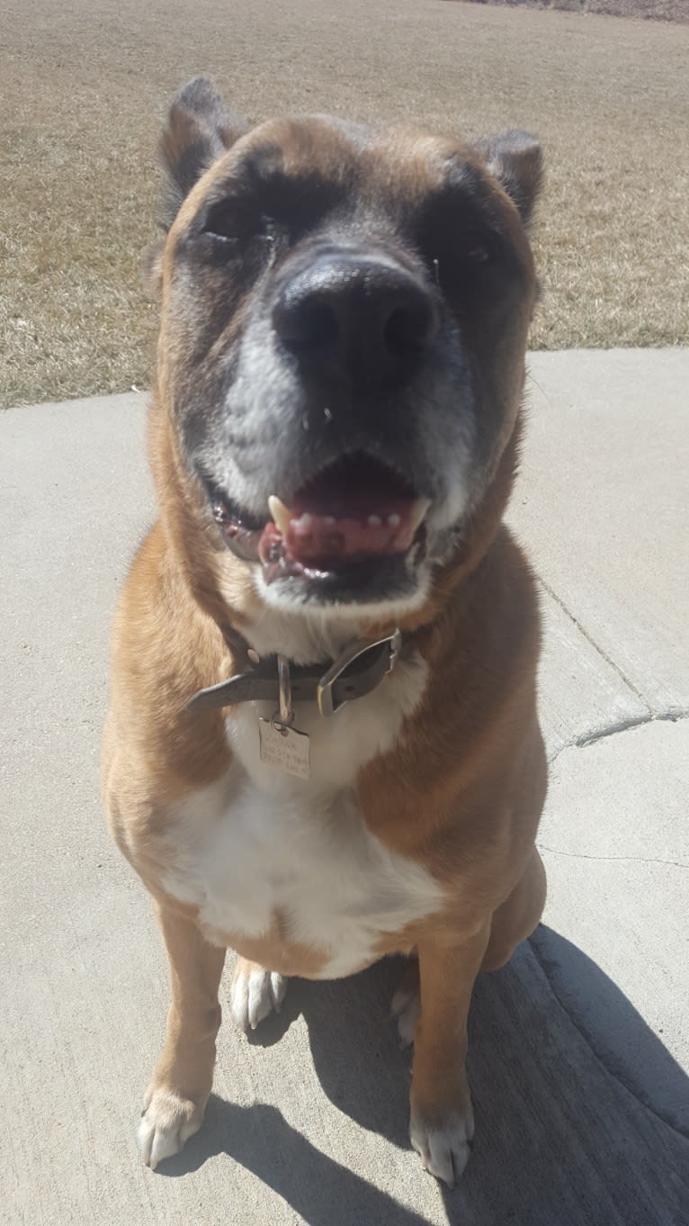 Vadar, a Boxer and Australian Shepherd mix tested with EmbarkVet.com