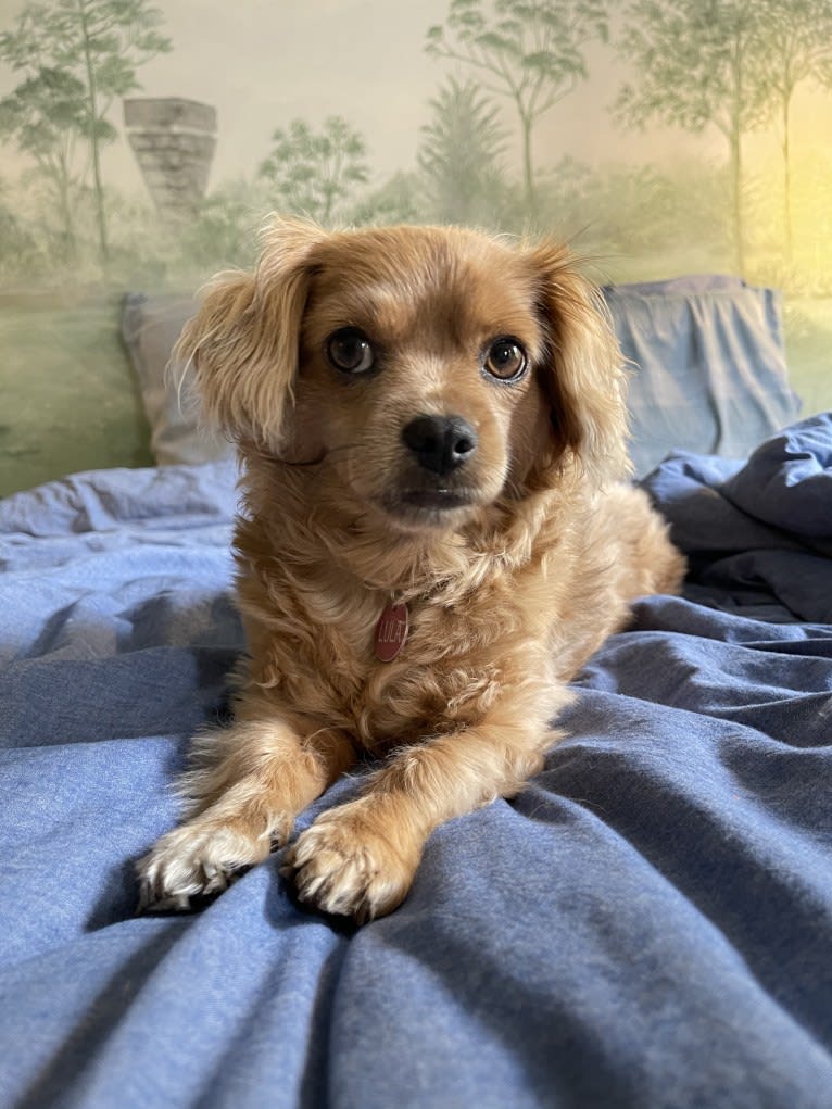 LULA, a Chihuahua and Poodle (Small) mix tested with EmbarkVet.com