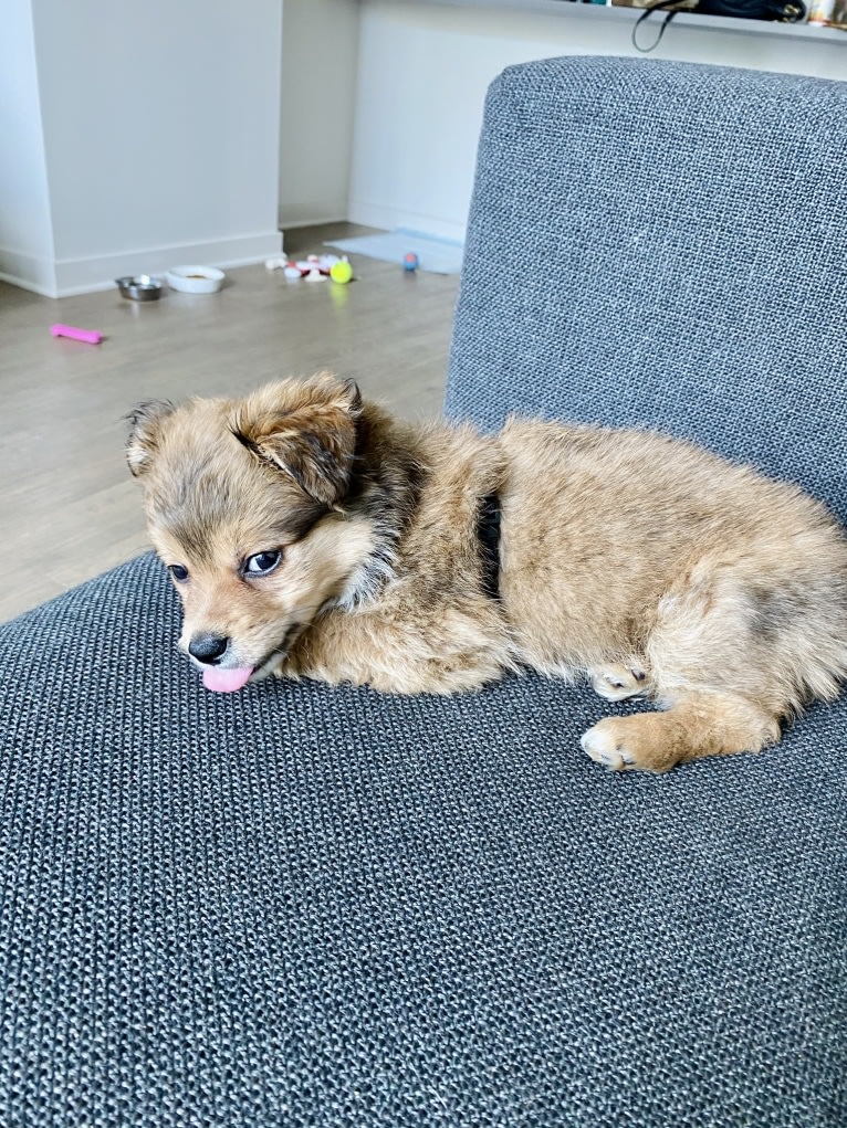 Teddy, a Chihuahua and Poodle (Small) mix tested with EmbarkVet.com