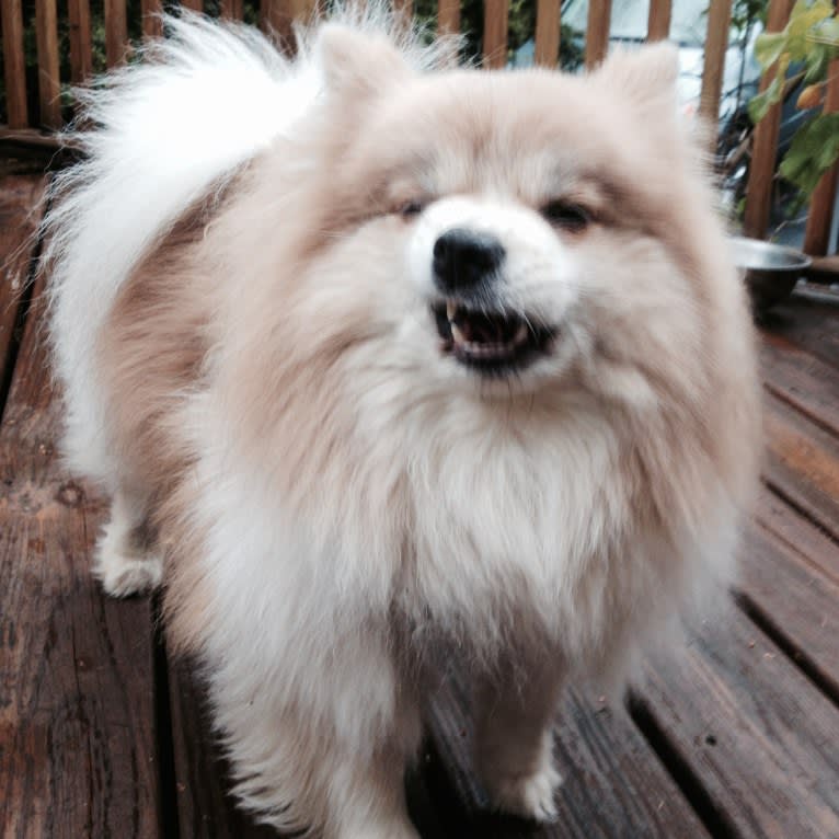 Techno, a Pomeranian tested with EmbarkVet.com