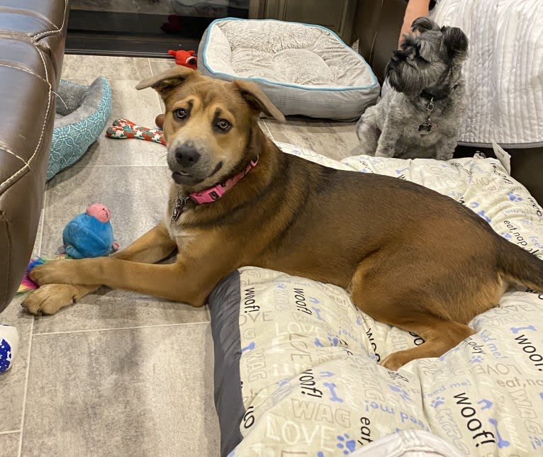 Coco, a German Shepherd Dog and Boxer mix tested with EmbarkVet.com