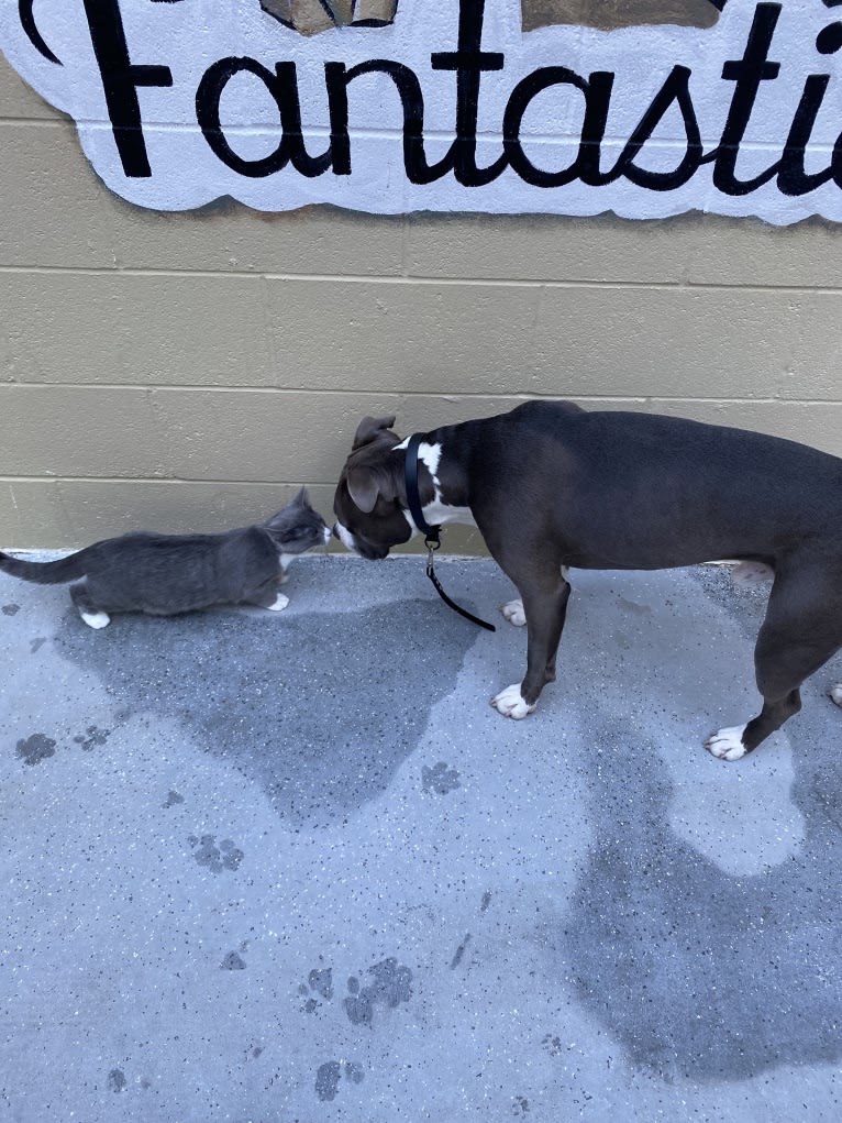 MaSiWei, an American Bully tested with EmbarkVet.com