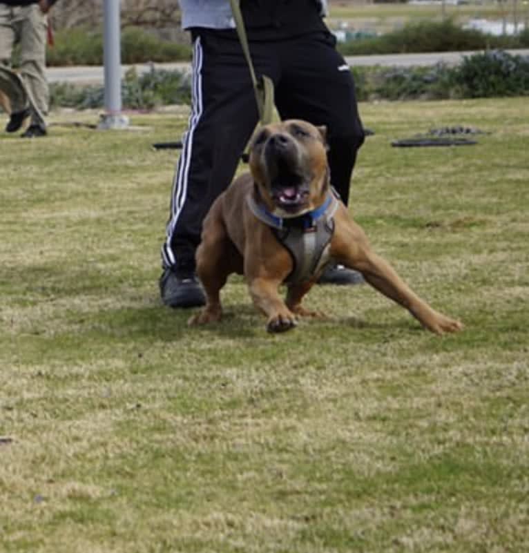 Storm King, an American Bully tested with EmbarkVet.com