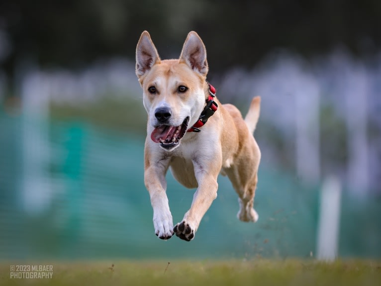 Loomy, a Carolina Dog tested with EmbarkVet.com