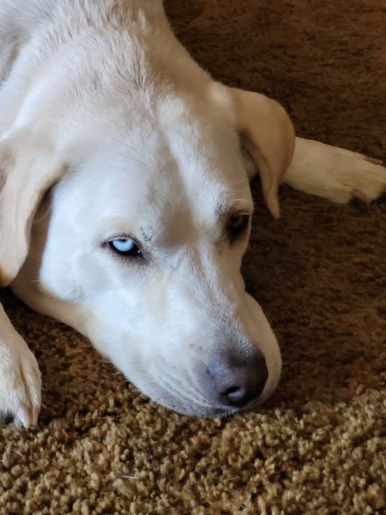 Vash the Stampede, a Siberian Husky and Bluetick Coonhound mix tested with EmbarkVet.com