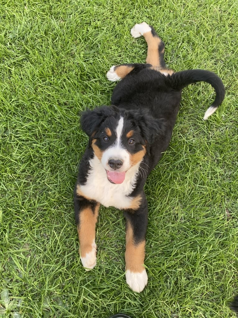 Milo, a Bernese Mountain Dog tested with EmbarkVet.com