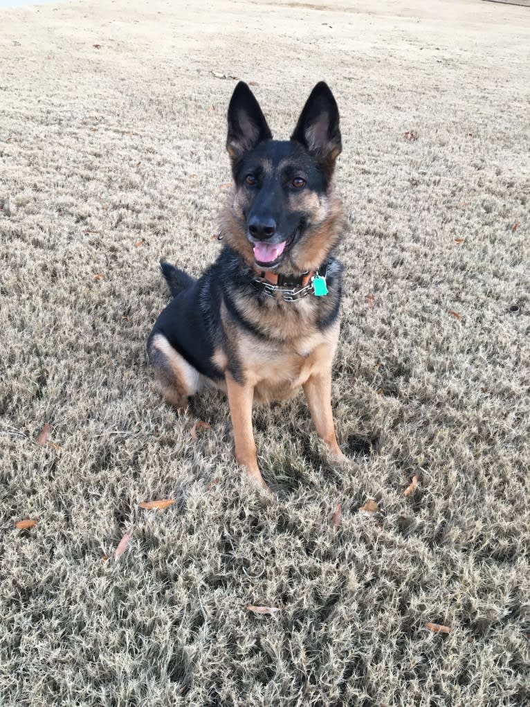 Daisy, a German Shepherd Dog tested with EmbarkVet.com