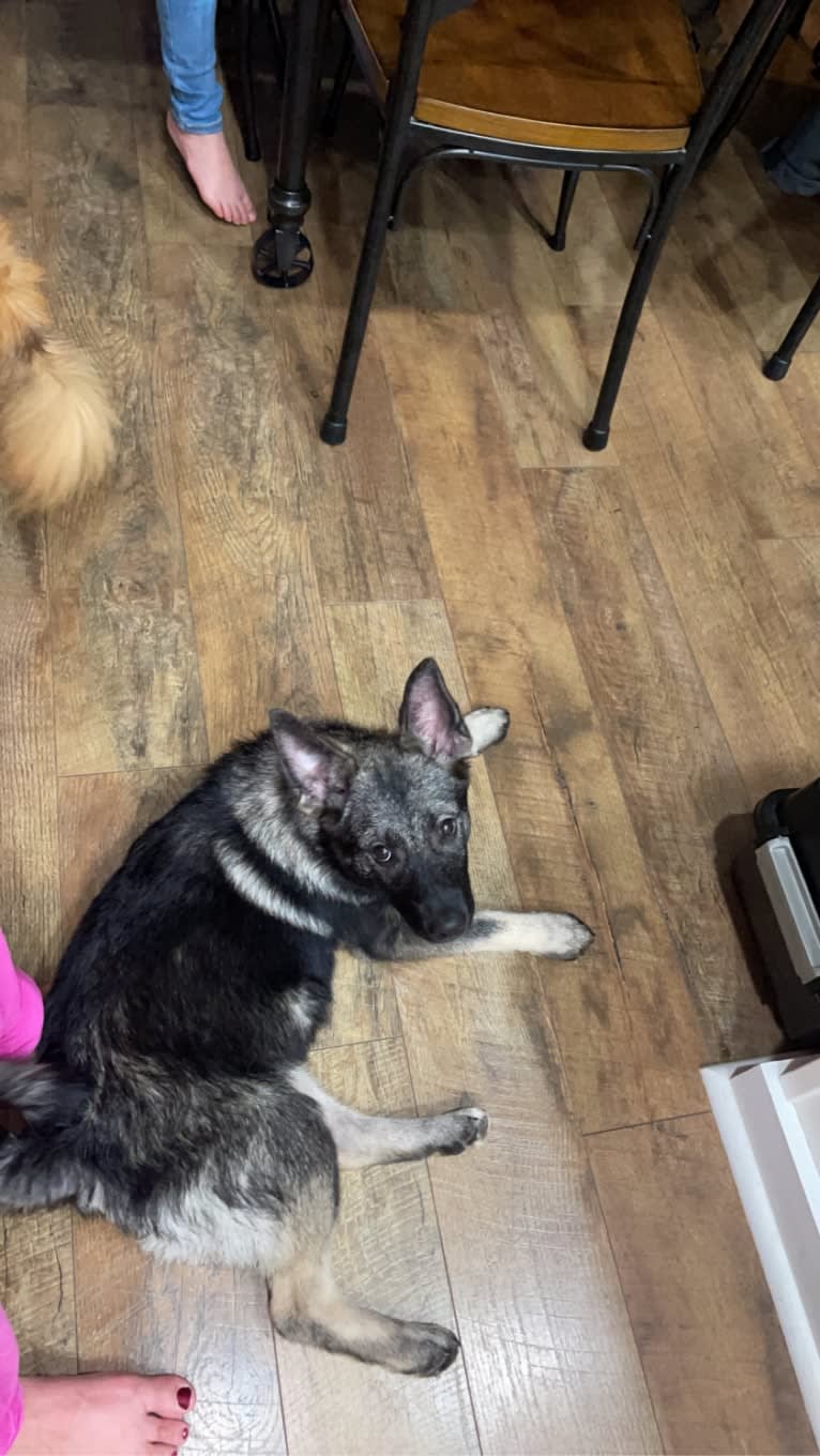 Brutus, a Norwegian Elkhound tested with EmbarkVet.com