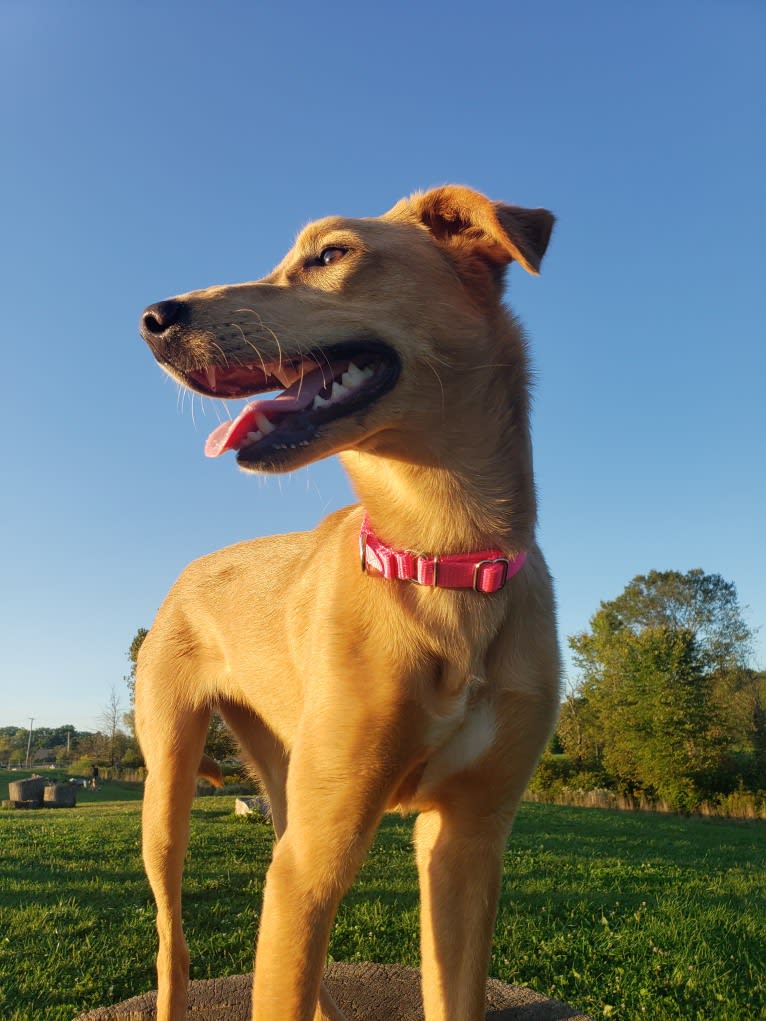 Monkey, an Arabian Village Dog tested with EmbarkVet.com