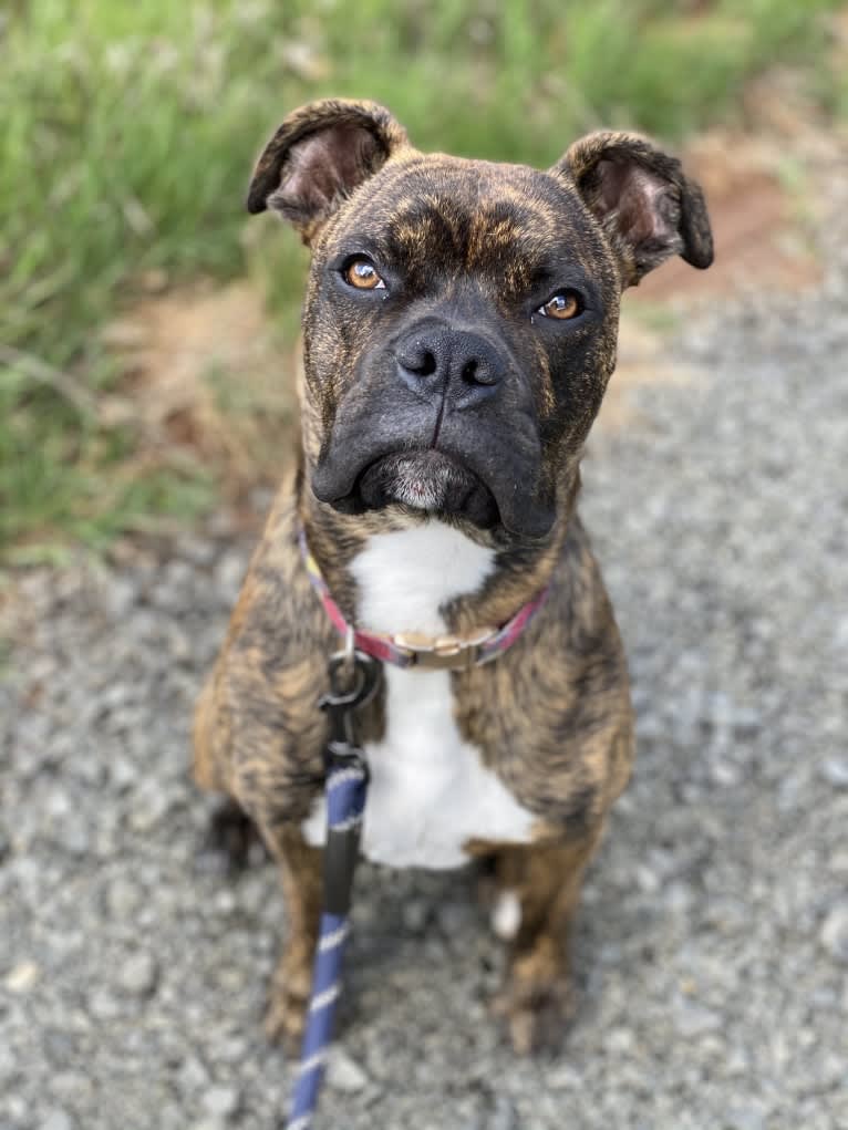 Ozzy, a Boxer and American Bulldog mix tested with EmbarkVet.com