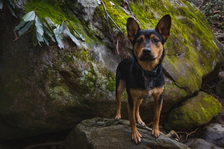Gimli, an Australian Cattle Dog and Rottweiler mix tested with EmbarkVet.com