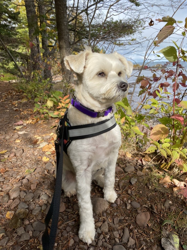 Louis Jay, a Pomeranian and Yorkshire Terrier mix tested with EmbarkVet.com