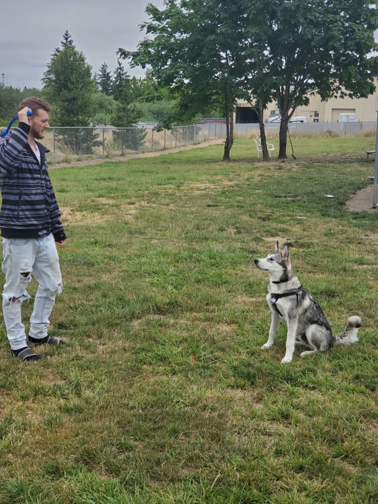 Yomi, an Alaskan Malamute and Siberian Husky mix tested with EmbarkVet.com