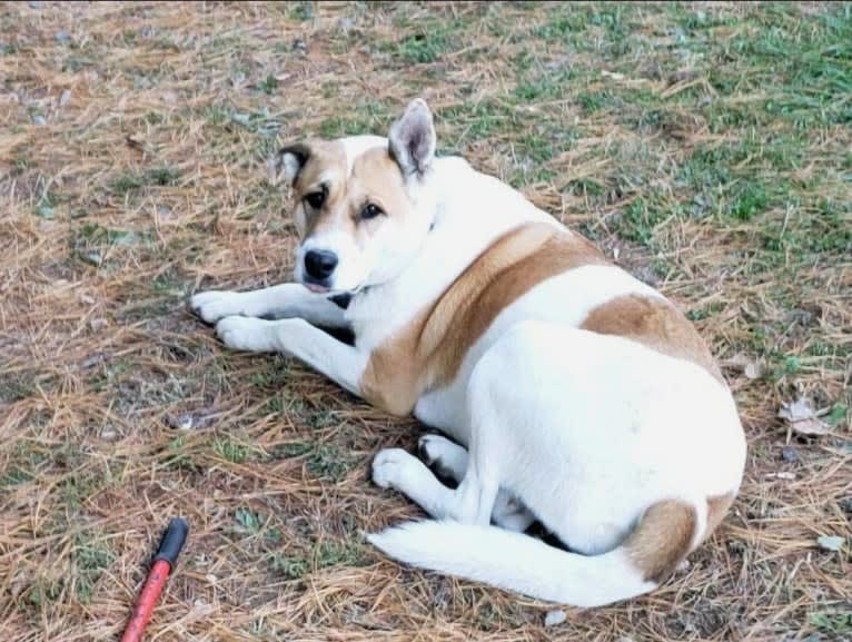 Akatsuki, an Alaskan Malamute and American Pit Bull Terrier mix tested with EmbarkVet.com