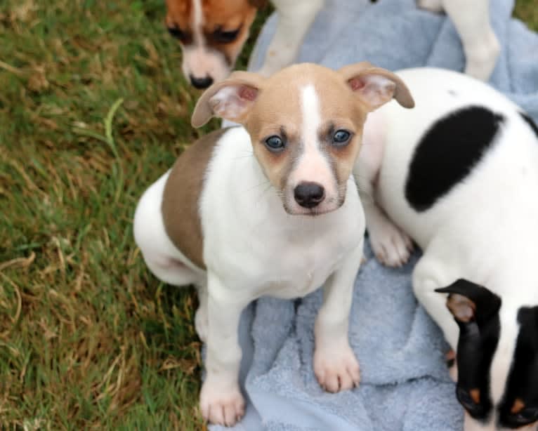 Katie, a Rat Terrier tested with EmbarkVet.com